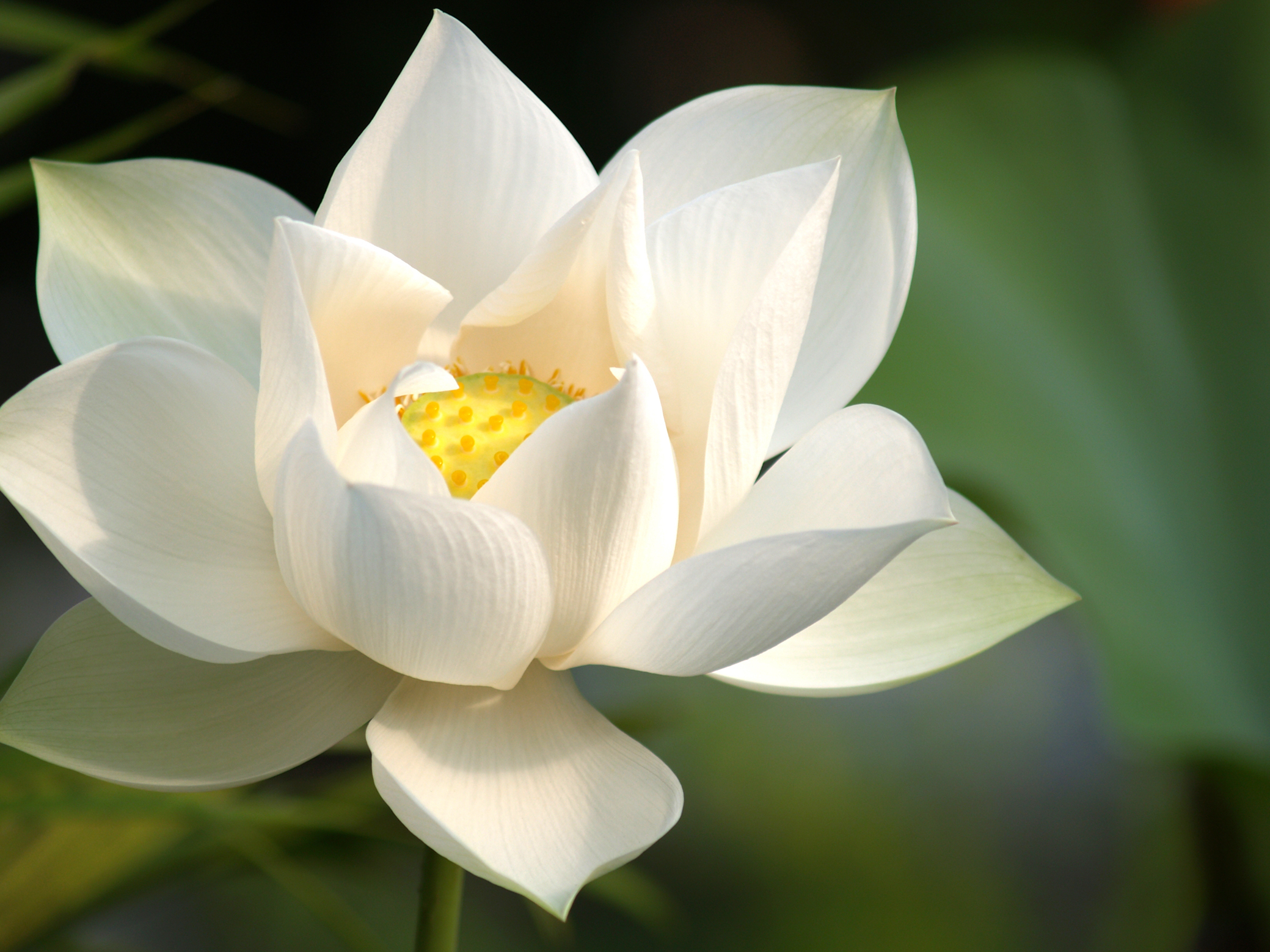 Lilly